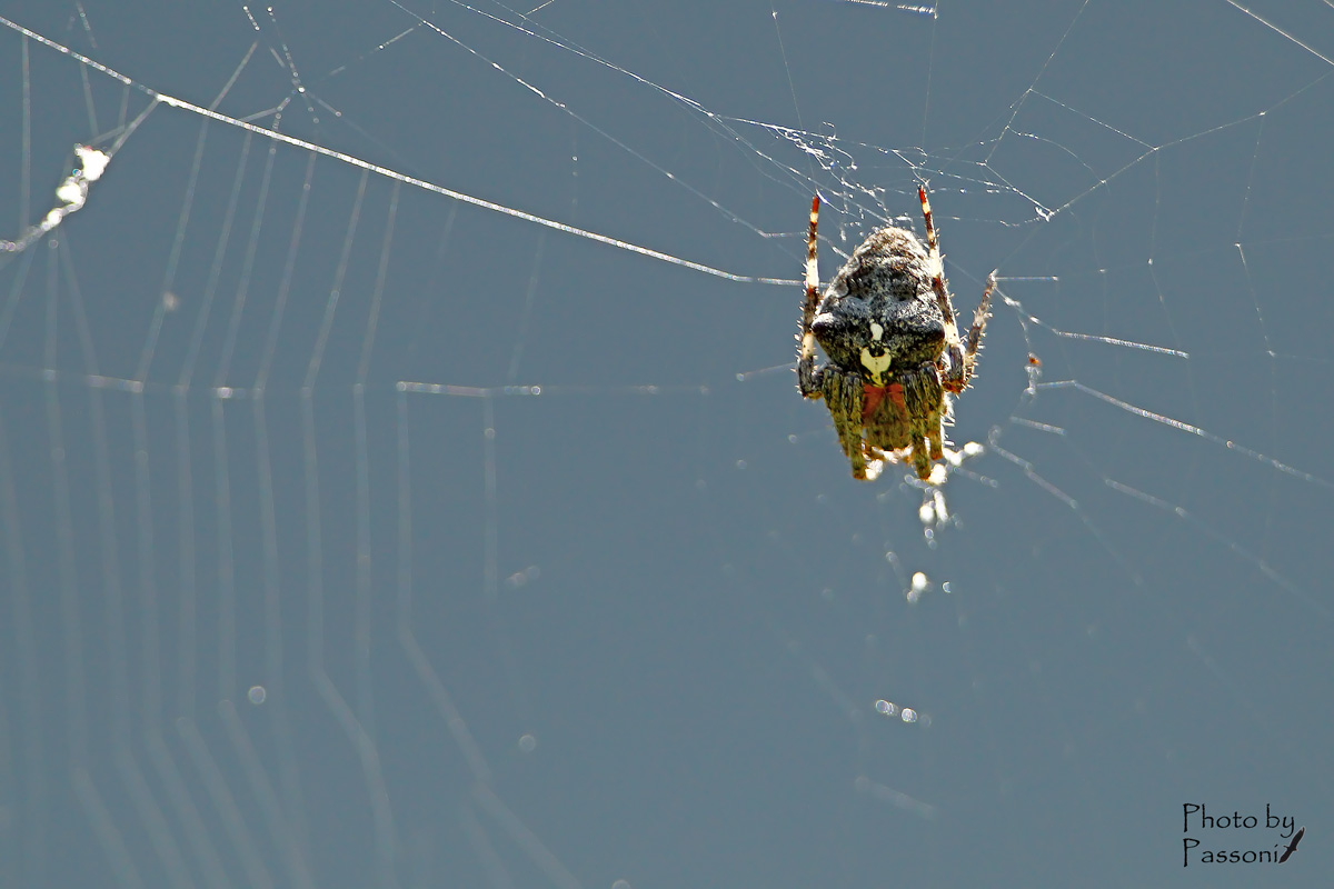 Araneus angulatus - prov. Lecco